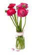 Photo: pink ranunculus in a glass vase pink ranunculus in a glass vase