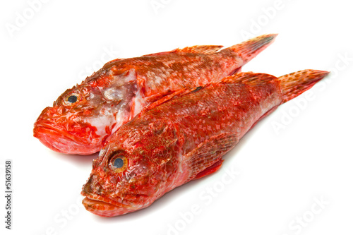 Photo: Redfish Redfish