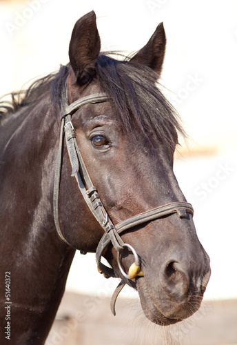 Photo: horse horse