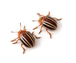 Potato Beetles