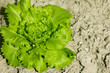 beautiful lettuce outdoors