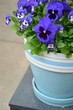Blue pansy flowerpot