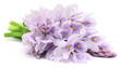 Photo: Water Hyacinth flower Water Hyacinth flower