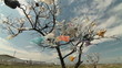 Tree Covered Plastic Bags Near Landfill