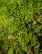 Forest bush