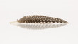 Small feather isolated
