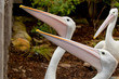 Photo: A pelican close up portrait A pelican close up portrait