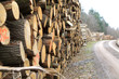 Foto: Holzwirtschaft, Forstwirtschaft, Nutzwald Holzwirtschaft, Forstwirtschaft, Nutzwald