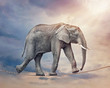 Elephant on a tightrope