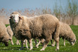 Sheep in green meadow
