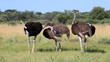 Drei afrikanische Strauße