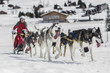 Chiens de traîneaux