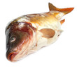 Foto: Mirror Carp Mirror Carp
