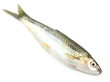 Tatkini fish of Indian subcontinent