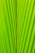 coconut leaf texture