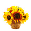 sunflowers in basket isolated
