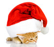 cute little kitten in red christmas Santa hat, isolated on white