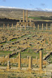 Capitole au fond-Site de Timgad-Algerie