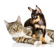 Dog And Cat Together. The Pupp...