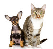 the dog and cat watchfully look in the camera. isolated on white