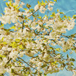 paper blossom