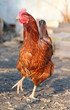 Hen