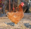 Hen