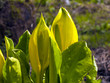 Gunnera