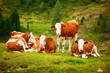 Cows on field