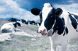 Cows on mountain meadow