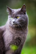 Cute kitty cat outdoors