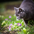 Photo: Cute kitty cat outdoors on a green lawn Cute kitty cat outdoors on a green lawn