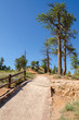 Foto: sentiero nel Bryce Canyon National Park in Utah sentiero nel Bryce Canyon National Park in Utah