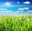 Foto: grass grass