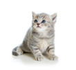 Photo: cute kitten isolated on white cute kitten isolated on white