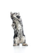 Foto: playful funny kitten isolated on white background playful funny kitten isolated on white background