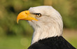 Weißkopfseeadler