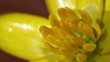 Gelbes Windröschen - Anemone ranunculoides