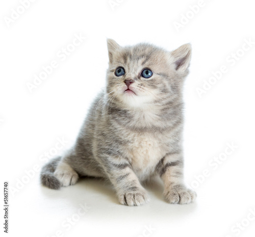 Photo: cute kitten isolated on white cute kitten isolated on white