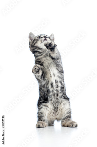 Photo: playful funny kitten isolated on white background playful funny kitten isolated on white background