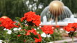 Fountain in the garden.