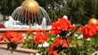 Fountain in the garden.