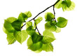 Foto: Fresh leaves on white background Fresh leaves on white background