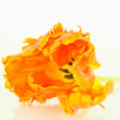 Orange Parrot tulip