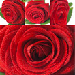 Photo: Collage red roses - Collage rose rosse Collage red roses - Collage rose rosse