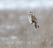 Short-eared owl