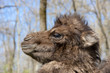 Two-humped camel (Camelus bactrianus) calf