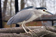 Black-crowned night heron (Nycticorax nycticorax)