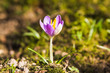 Crocus.