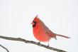 Northern cardinal perched on branch